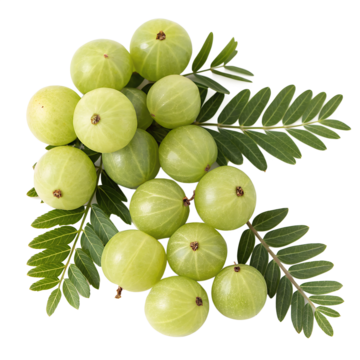 GOOSEBERRY(AMLA)
