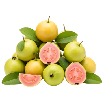 GUAVA