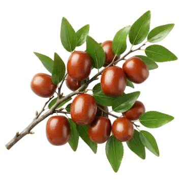 JUJUBE(BER)