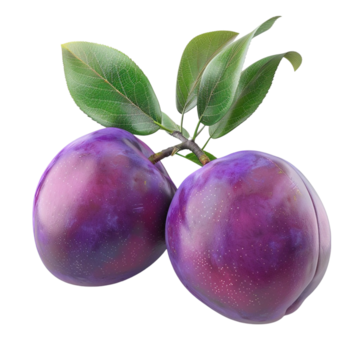 PLUM