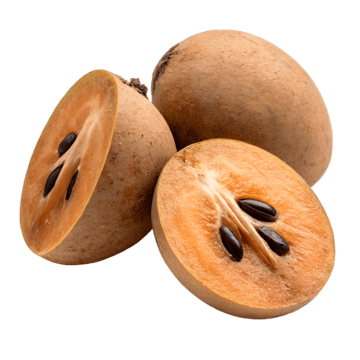 SAPODILLA
